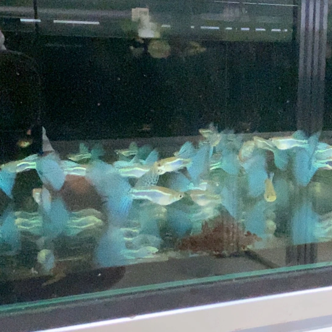 孔雀鱼大背大尾兰草