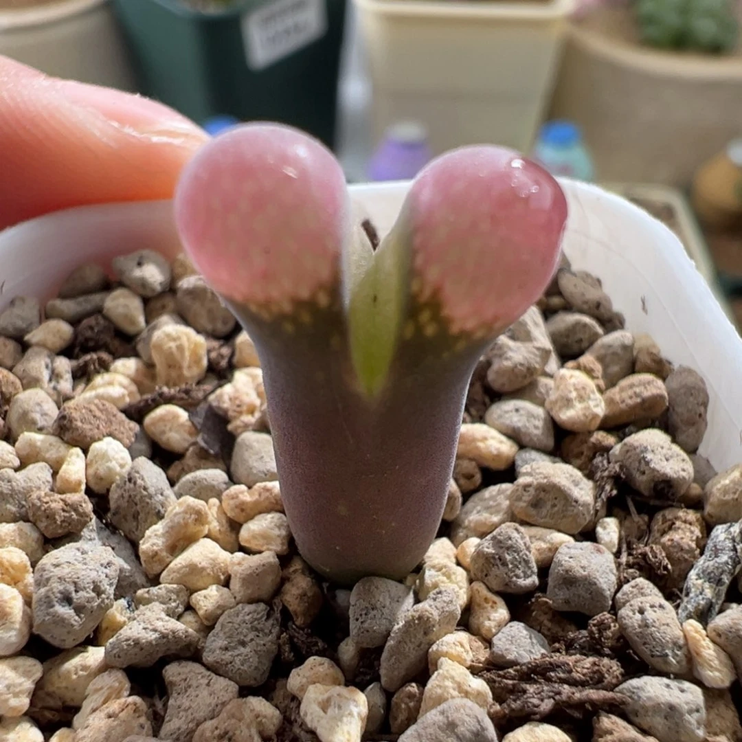 ?***觉278/小飞棍来咯福利