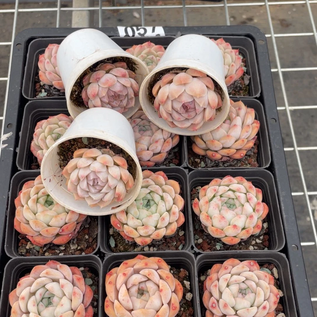 多肉植物十五个精品组057