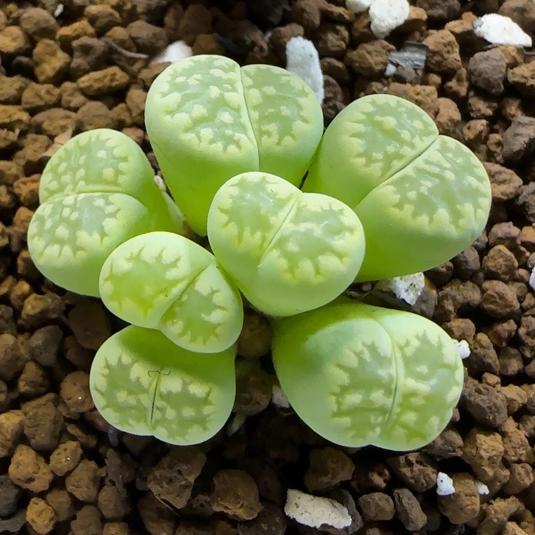 11.24.绿福来.9005群生冠幅2.4cm