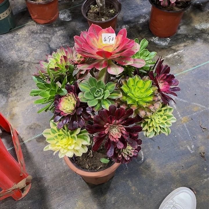 朵****荐架接法师一个490号