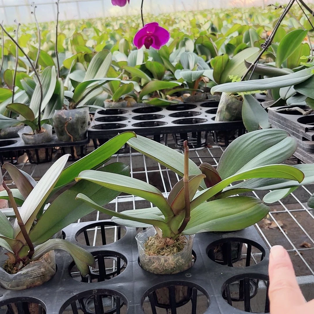 无花朵大辣椒带花剑1颗2.5杯叶片易开裂无售后