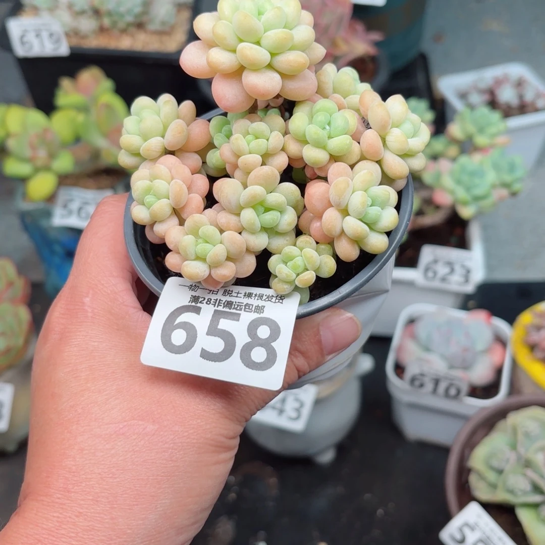 洛可可无盆土发货