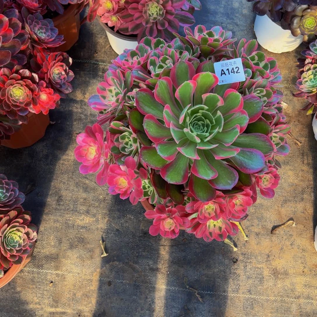 含*吟妖月14222222222222