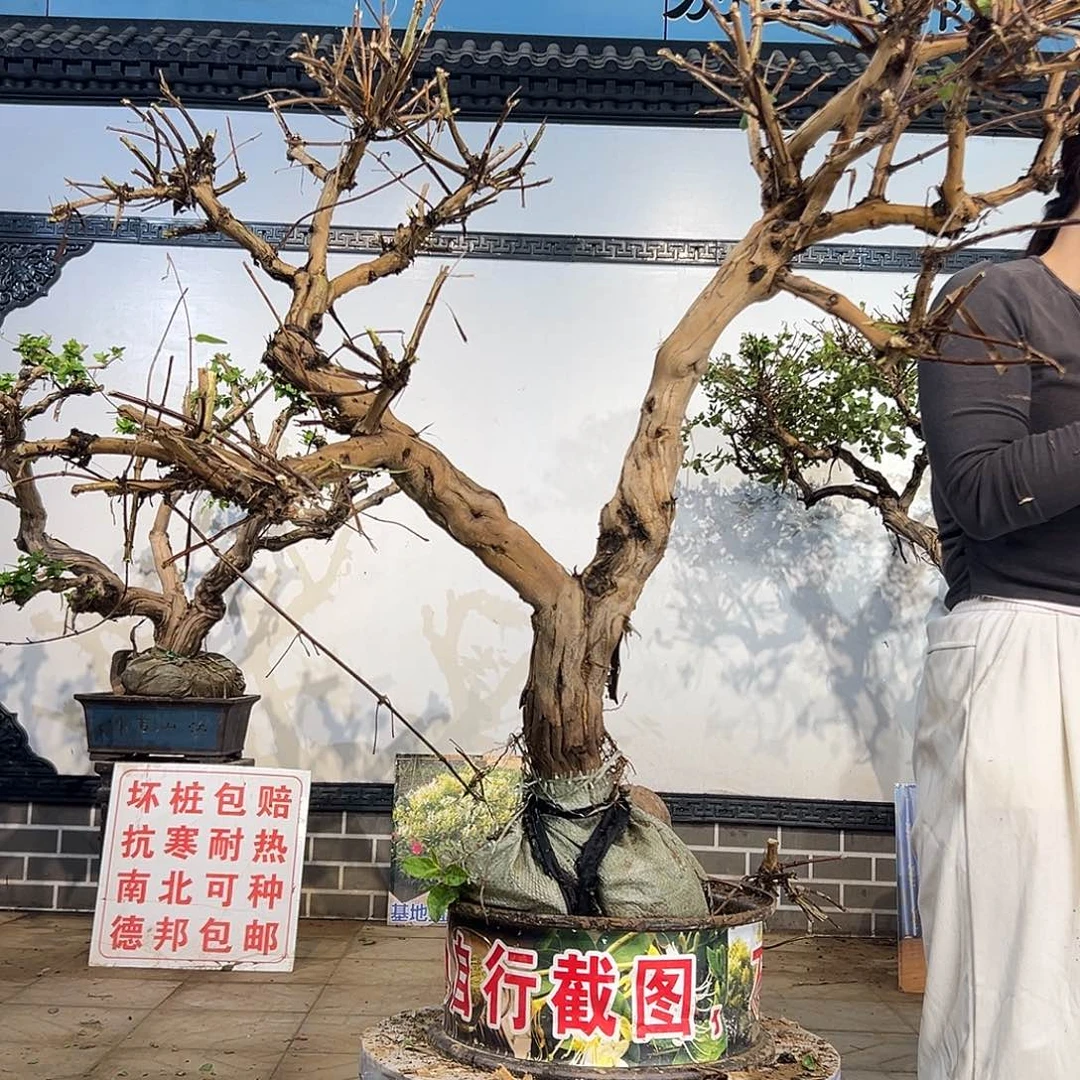 完全开放金银花88888