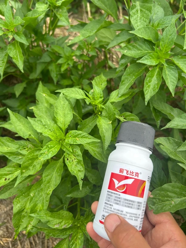 蓟飞比克辣椒高产营养液方案