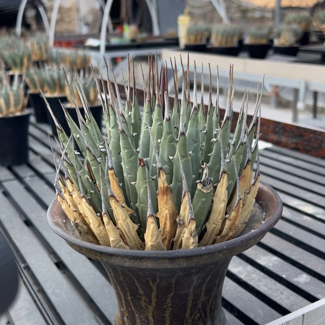 无花朵妖炎生桩福利