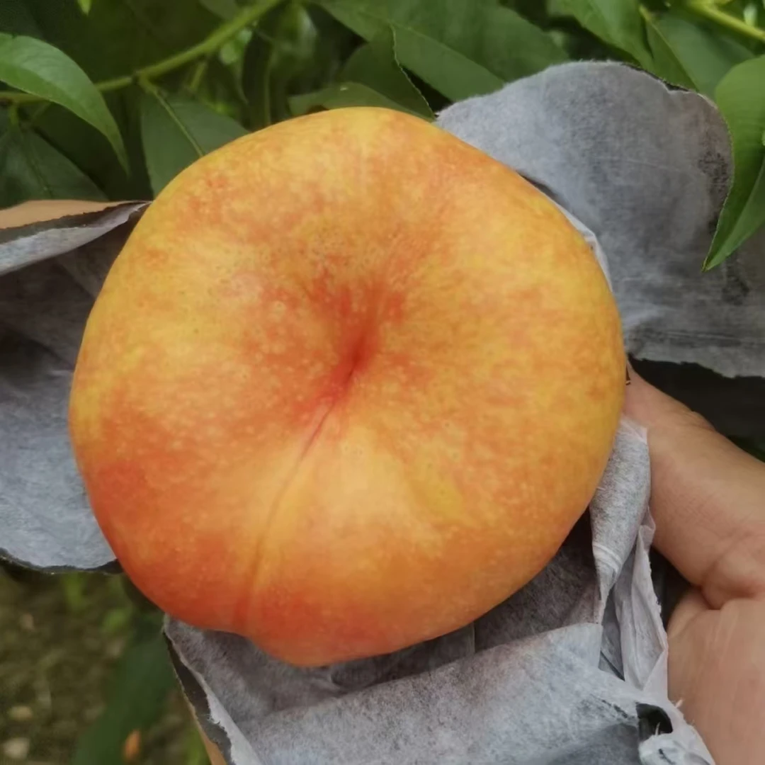 中油蟠9一年桃苗 落叶起苗发苗（12月左右）