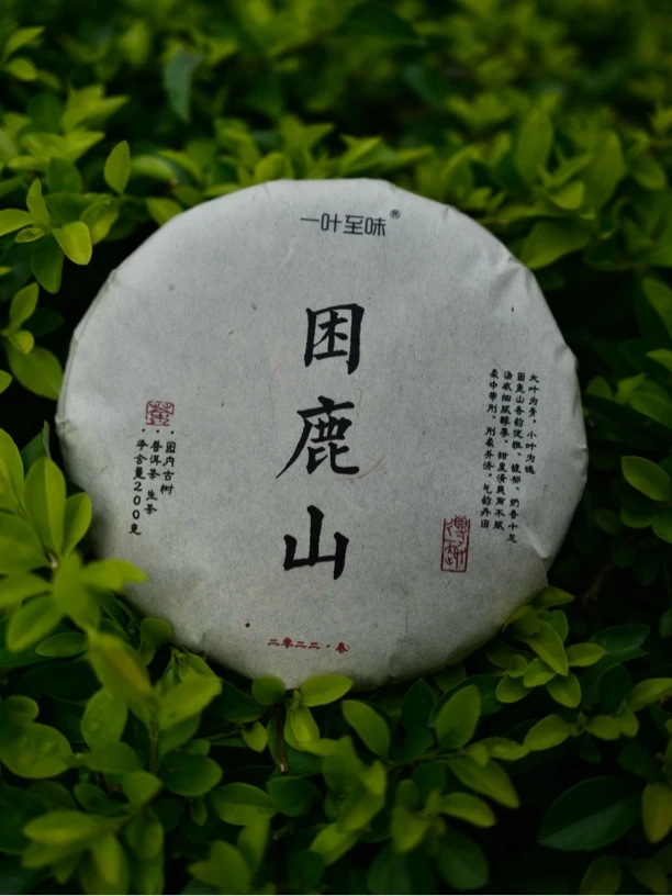 【皇家贡茶】2022年春•困鹿山园内古树  奶香质地