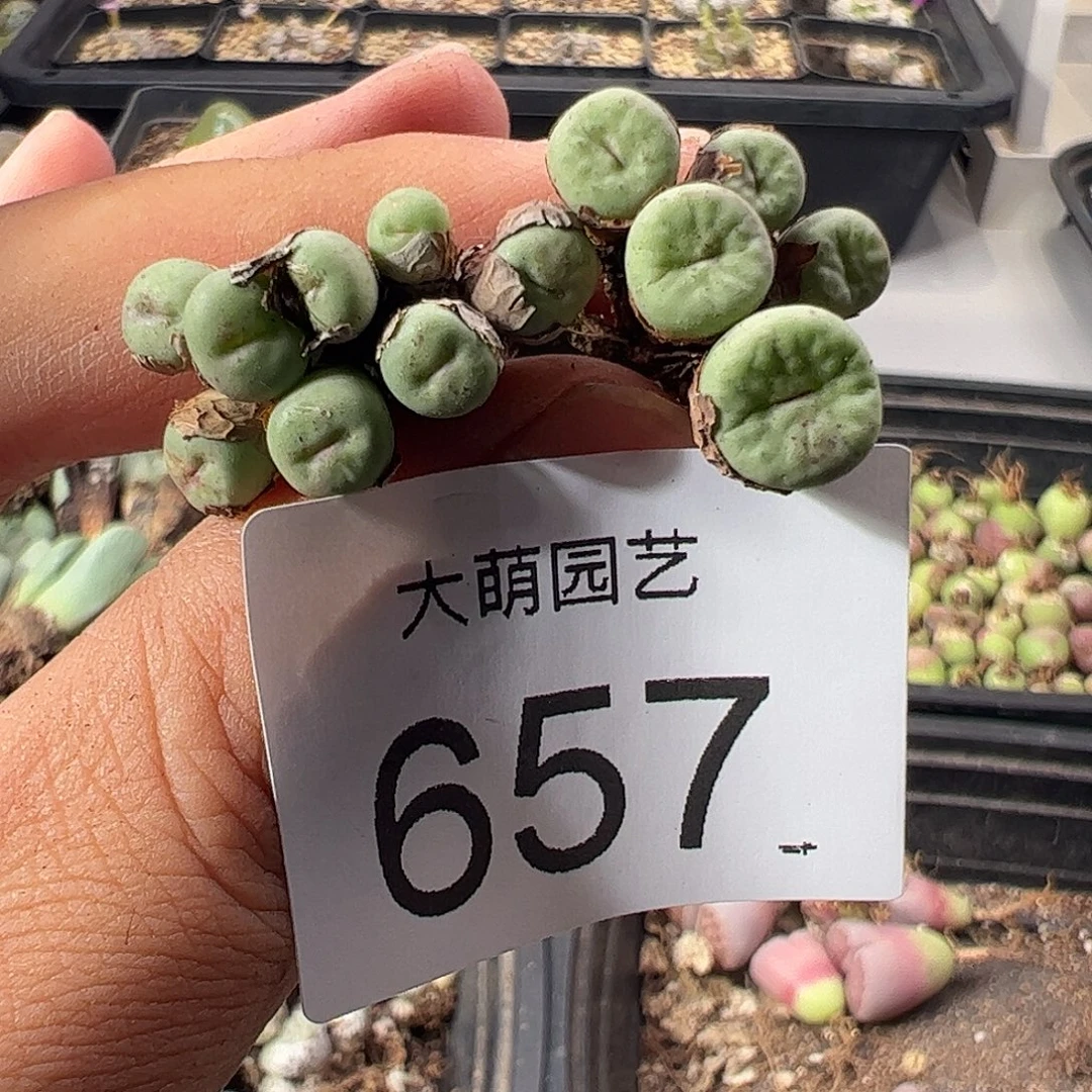 一物一拍。               657