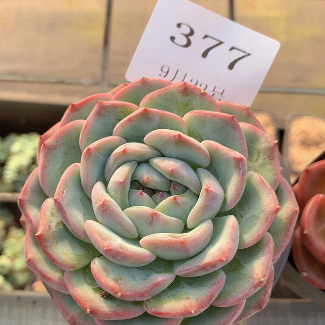 【闪购商品】云377号