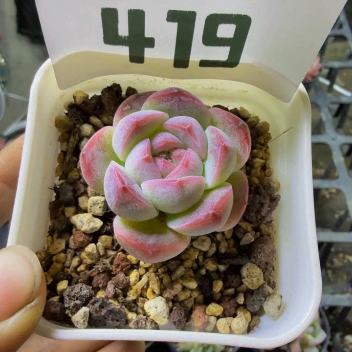 冰***人419.qqqwwwwwwwwww