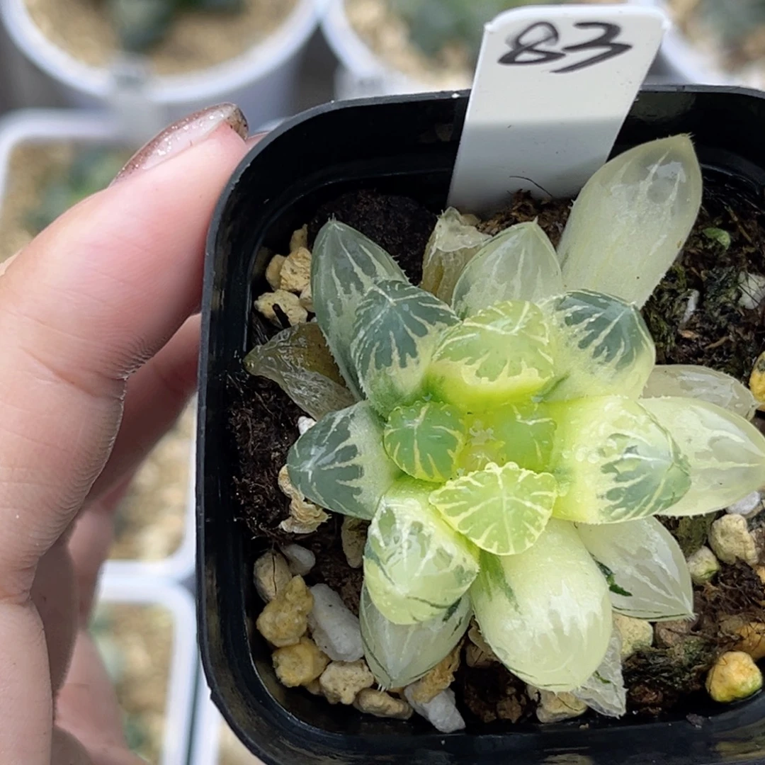 83糊斑龙爪玉露锦福利专场