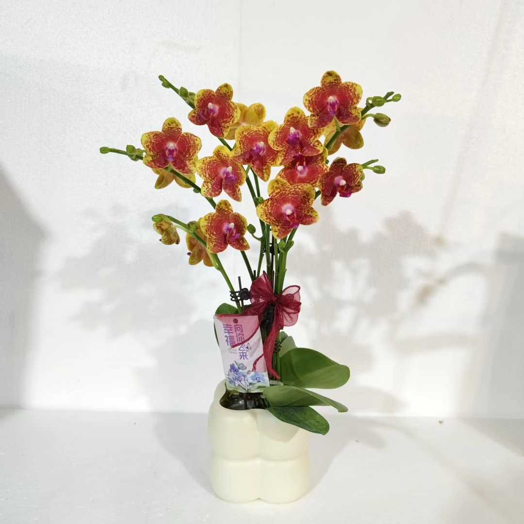【金元宝】蝴蝶兰室内种植观赏送礼带花发货