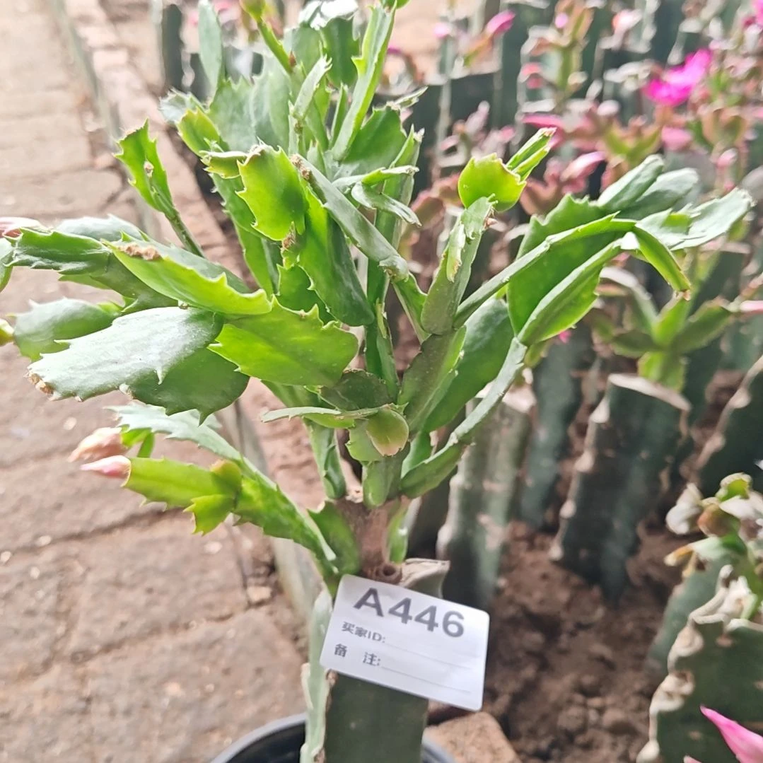 036金黄色脱土脱盆易掉芽苞446