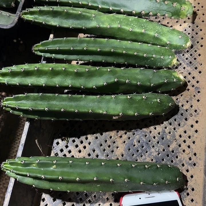 袖蒲侧芽拍一发七。高20公分
