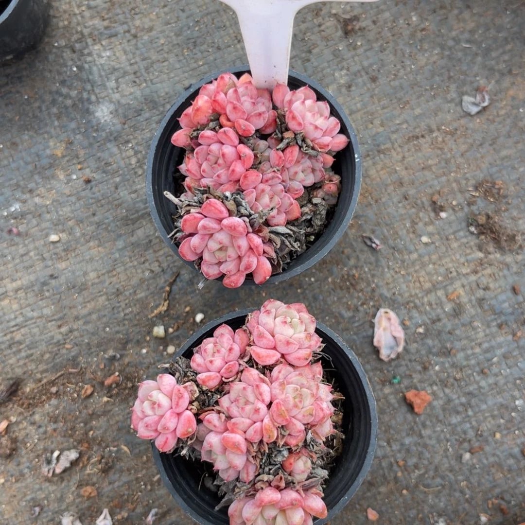 云尘多肉一物一拍1111，