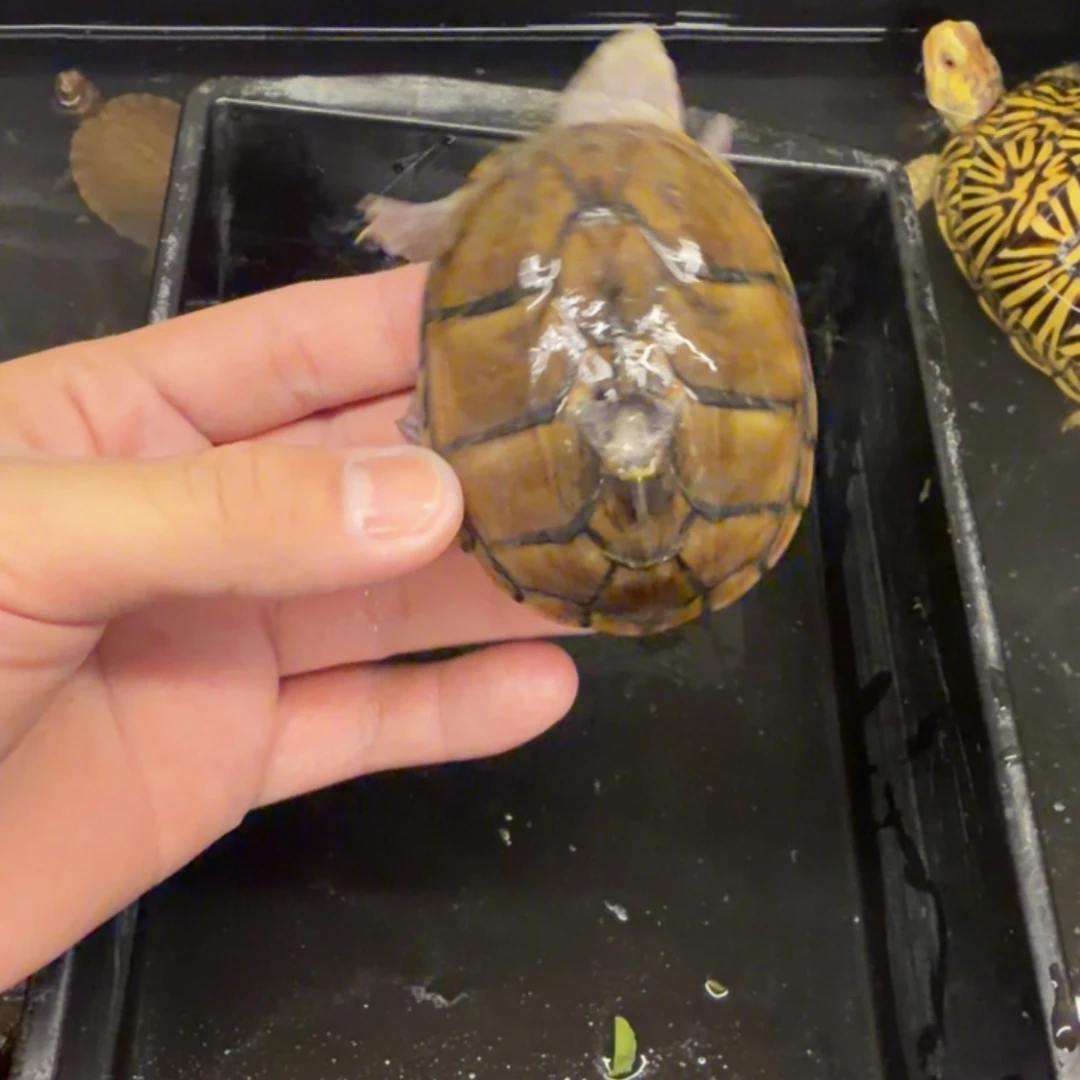 宠物龟不分公母麝香