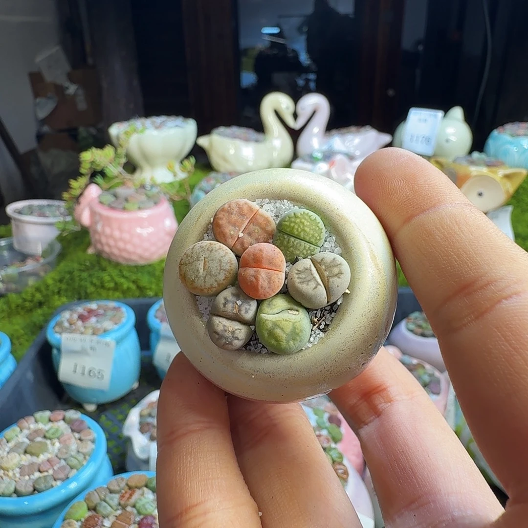 多肉葡萄干和水果1178