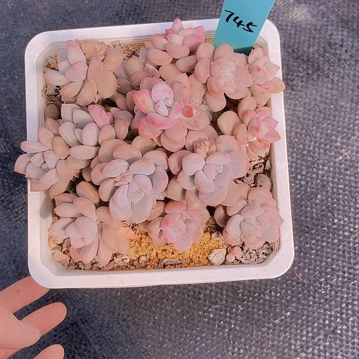 745多肉植物老桩