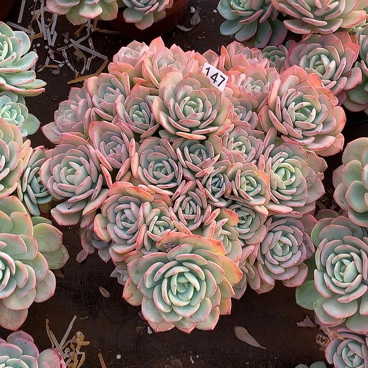 147 白月光  一物一拍多肉