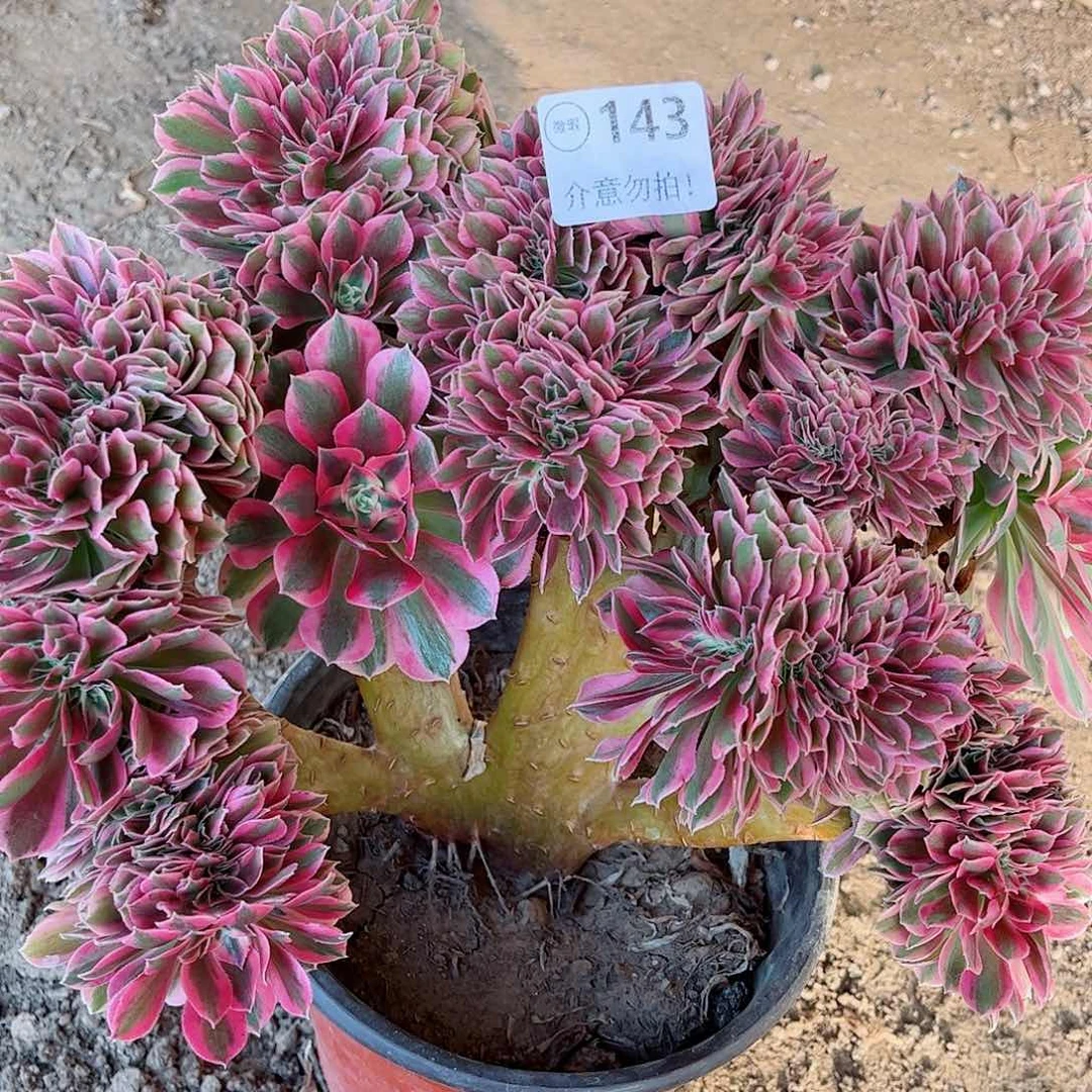 无花朵多肉植物143