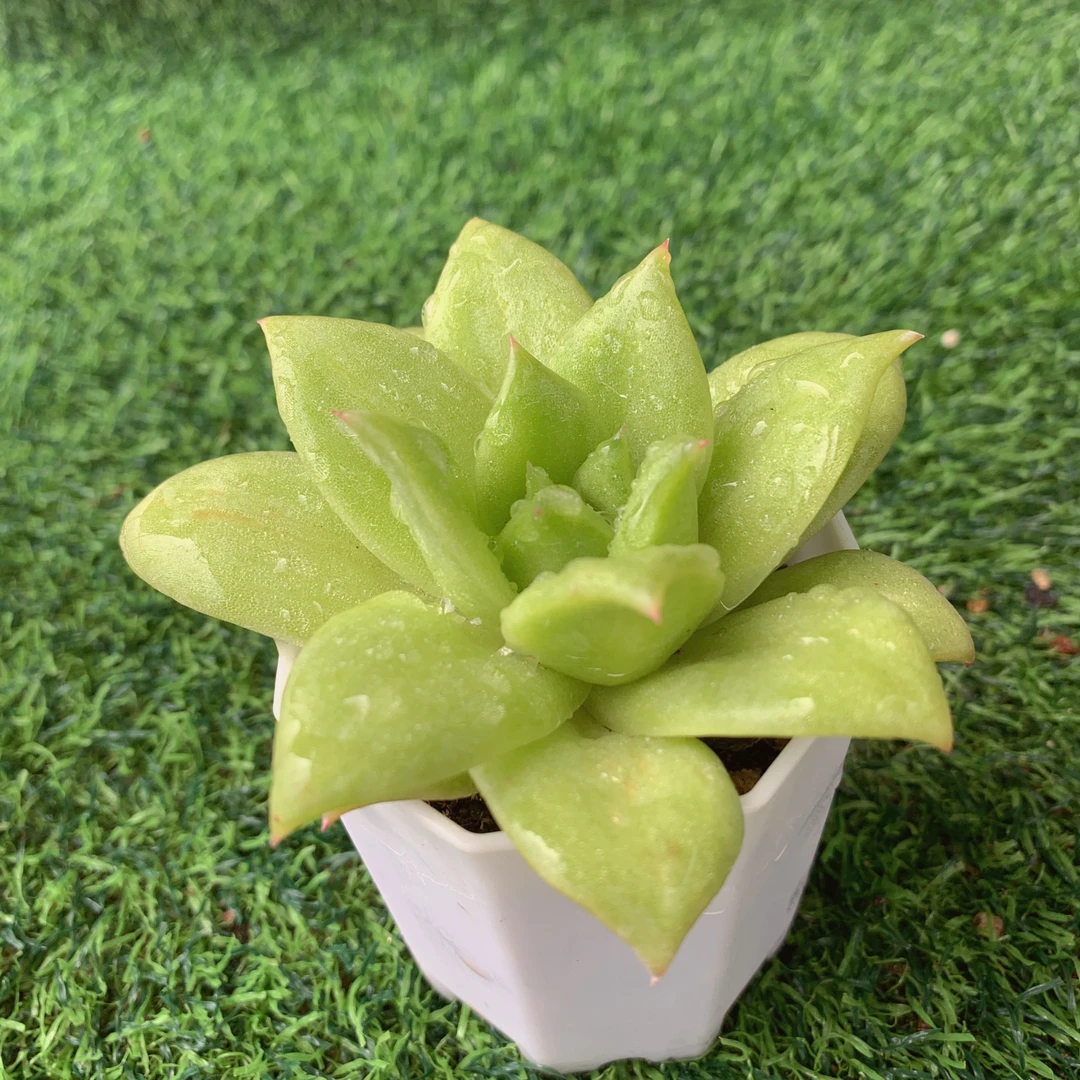 蔷薇玛丽亚 精品多肉 阳台盆栽 一单包邮