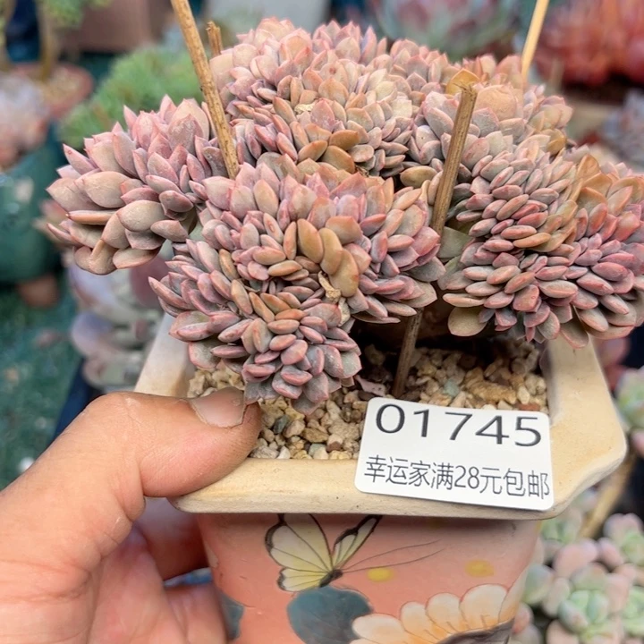 幸运的是我的朋友们都