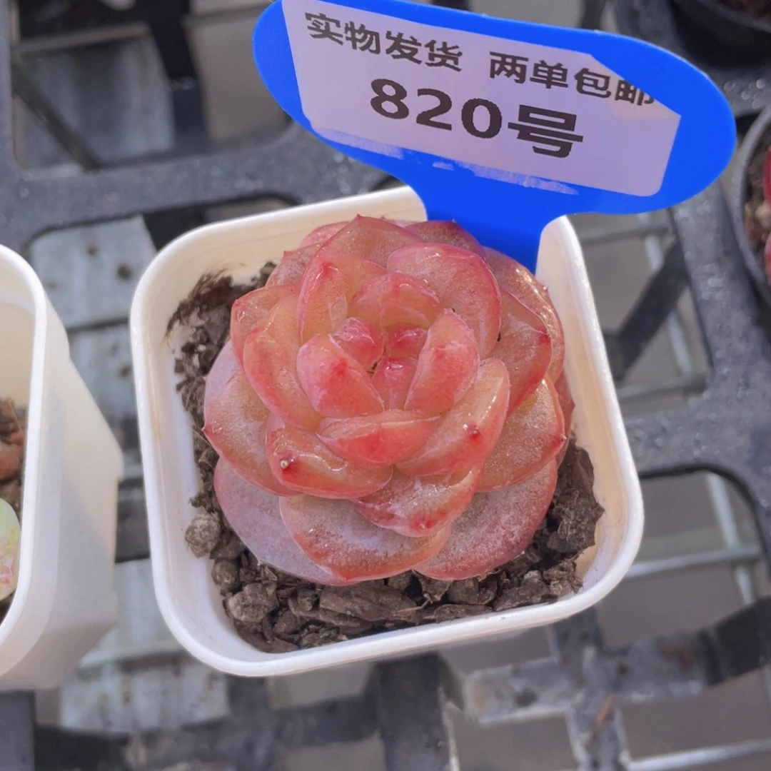 820号 珍妮冰透琥珀