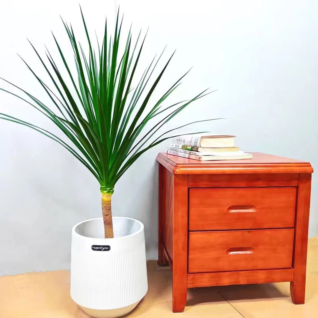 黑珍珠龙血树四季常绿室内庭院高档花卉