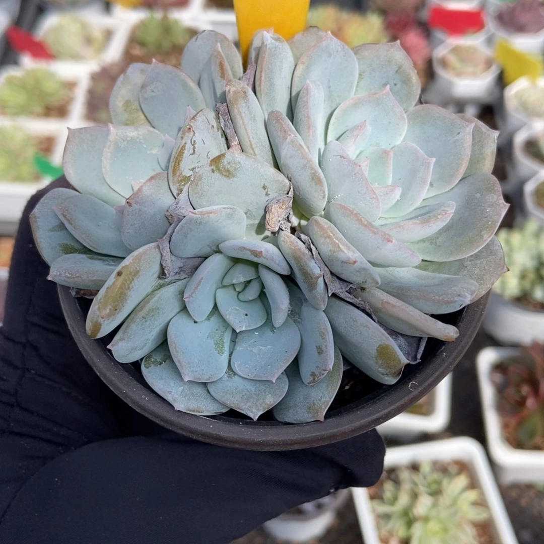 2108白茶多肉植物多肉