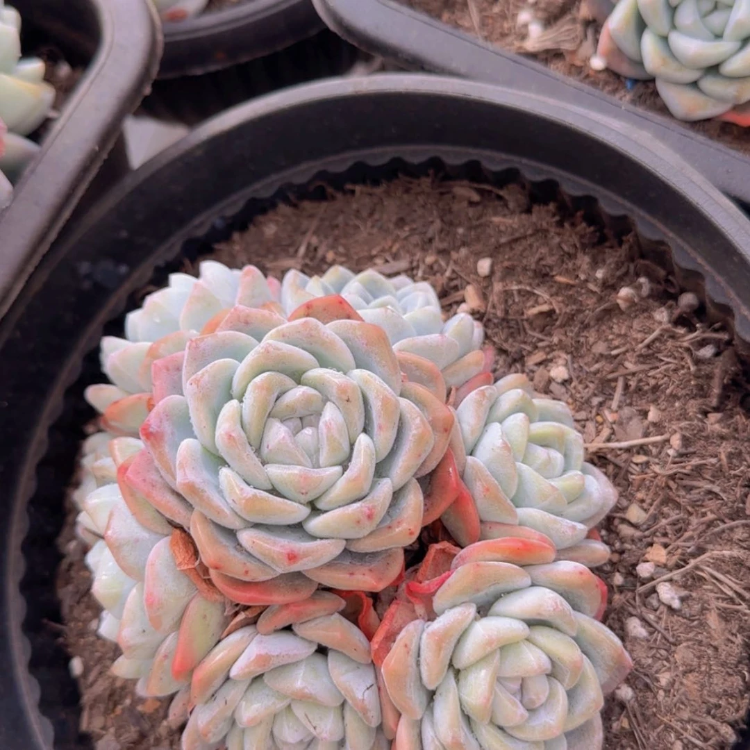 【闪购商品】小群冰玉