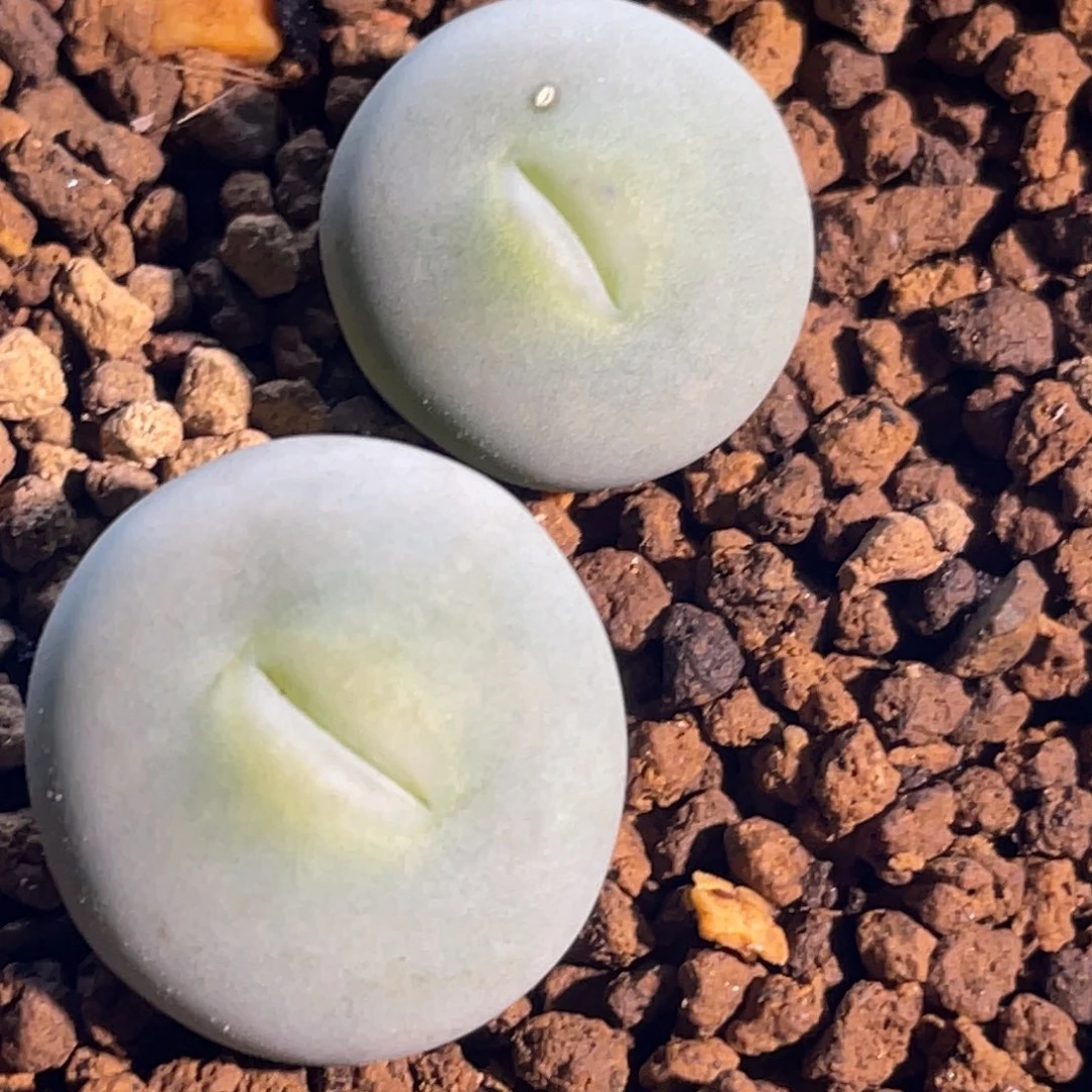 双头玻尿酸大嘴嘟嘟嘴植物一物一拍