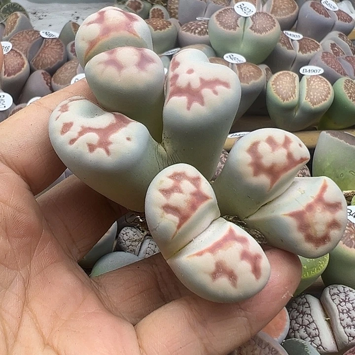 4940下播福利炸一颗