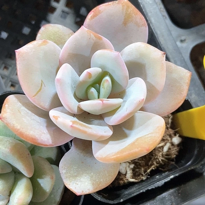 多肉植物奶茶835