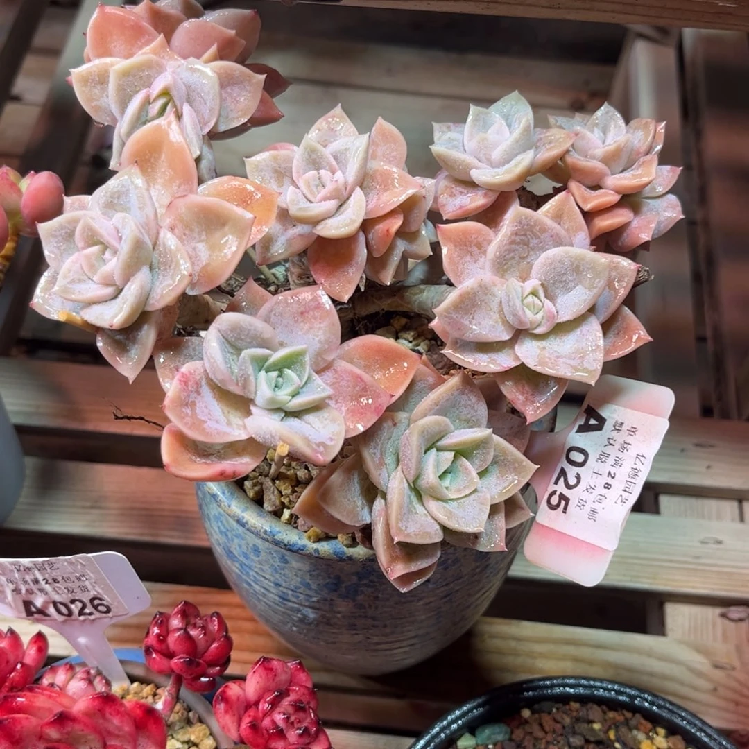 哈利沃生donghuajunvlvm