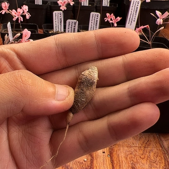 郑****究肾叶洋葵2，1厘米左右