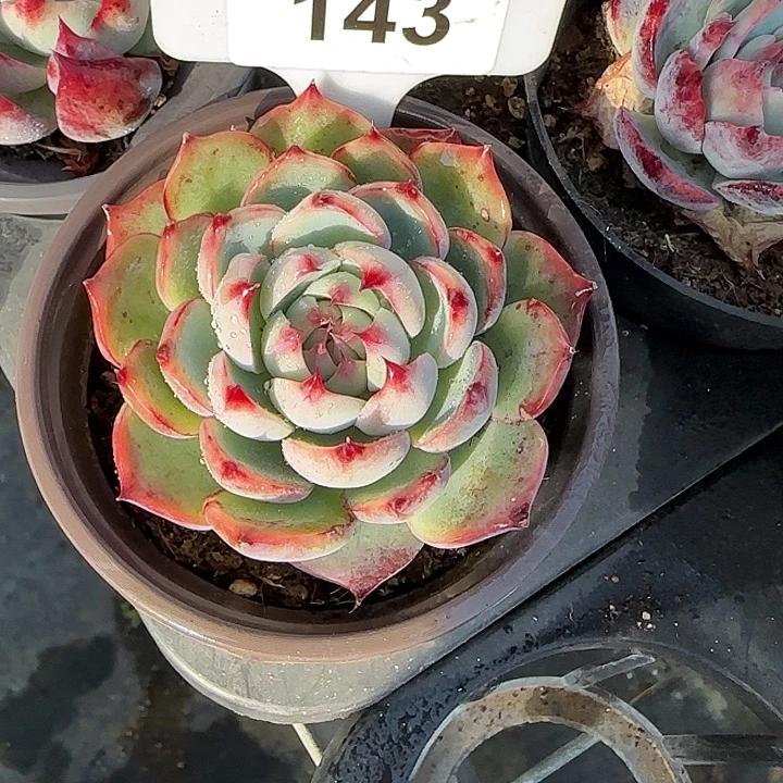 143 惊鸿仙子多肉植物