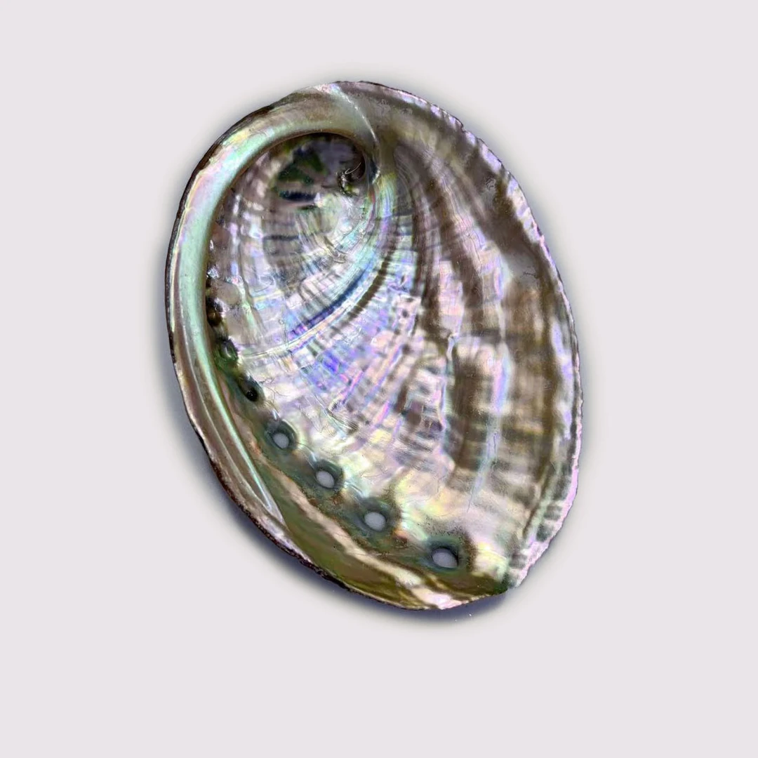 纯天然鲍鱼壳贝壳中药烧鼠尾草容器鱼缸造景家具装饰摆件首饰收纳