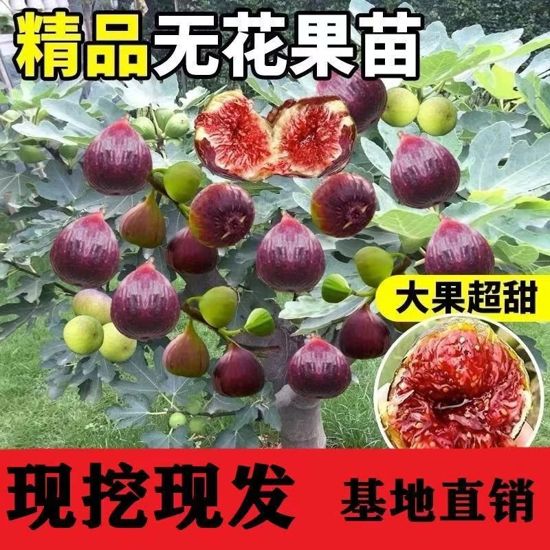 好易养无花果花卉绿植盆栽苗懒人阳台花卉庭院可以食用绿植