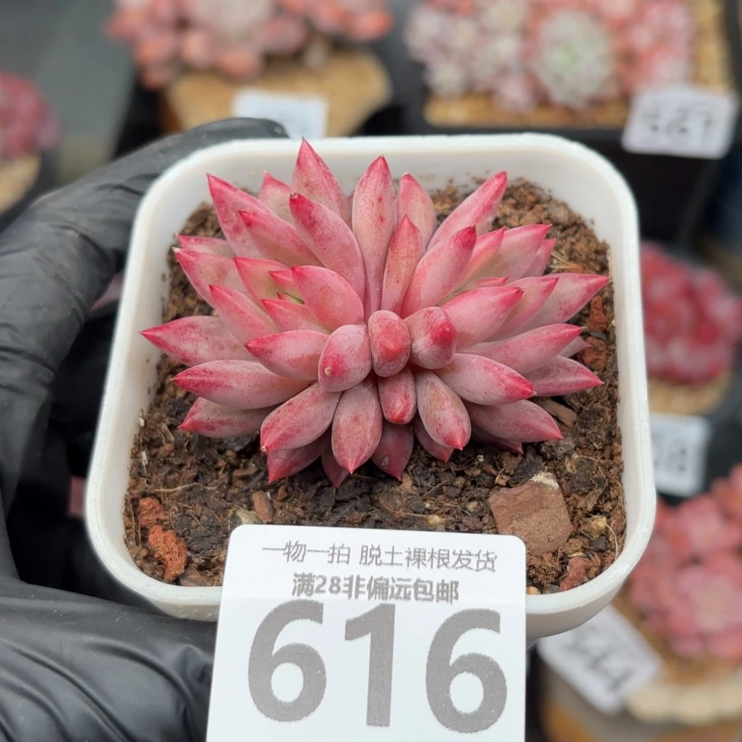 金鱼姬双头无盆土发货