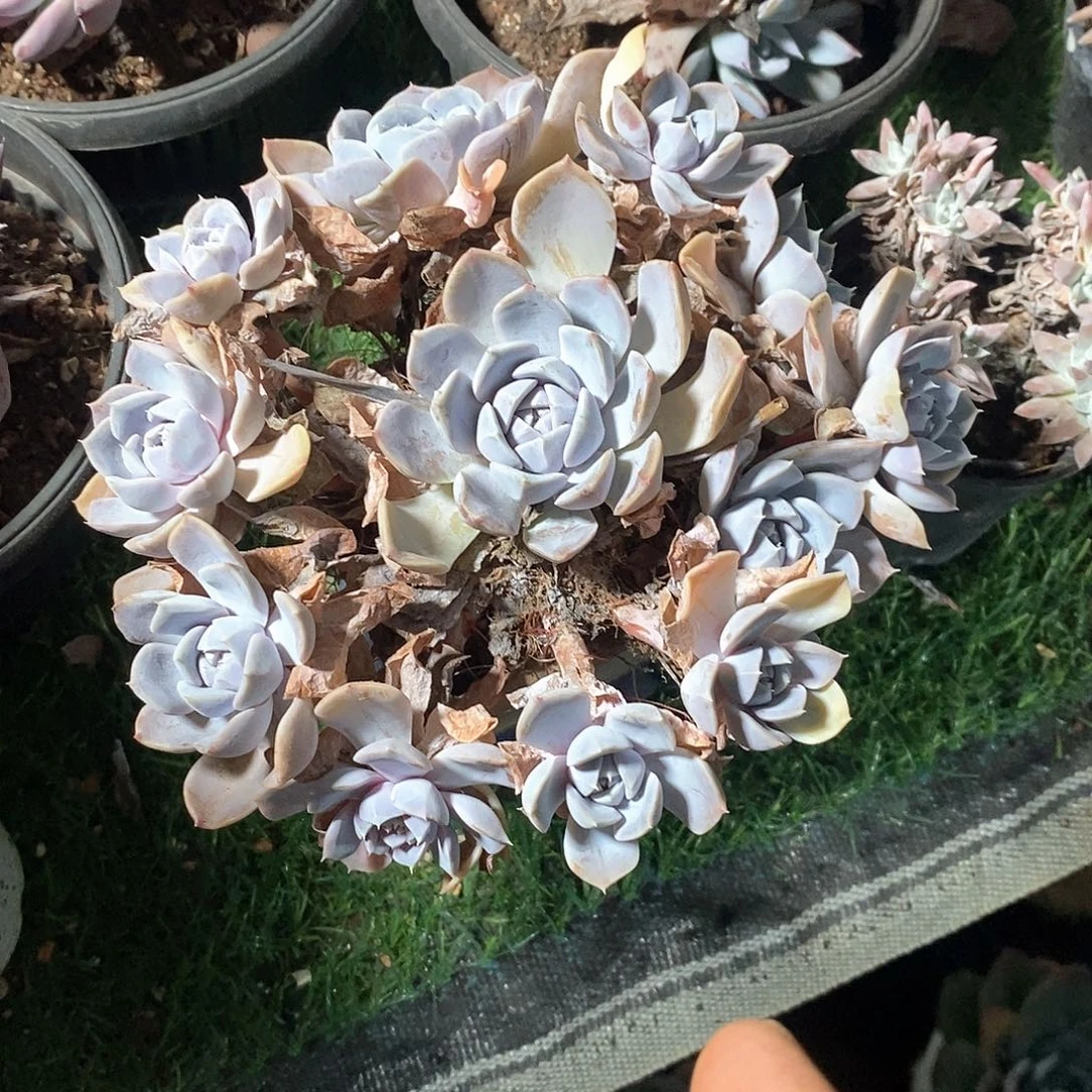 m***g汉堡1颗手捧的多肉植物
