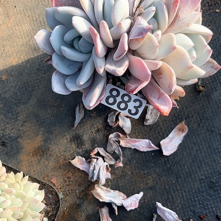 华*多肉植物一物一拍