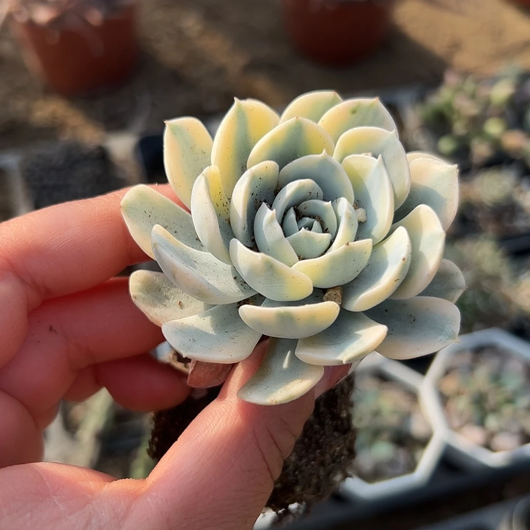 多肉植物多肉植物