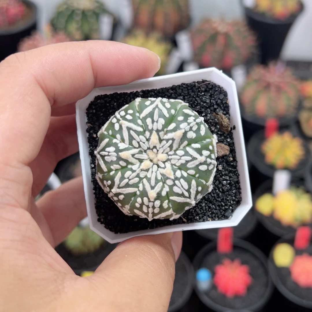 实生v兜——（默认脱土发货）