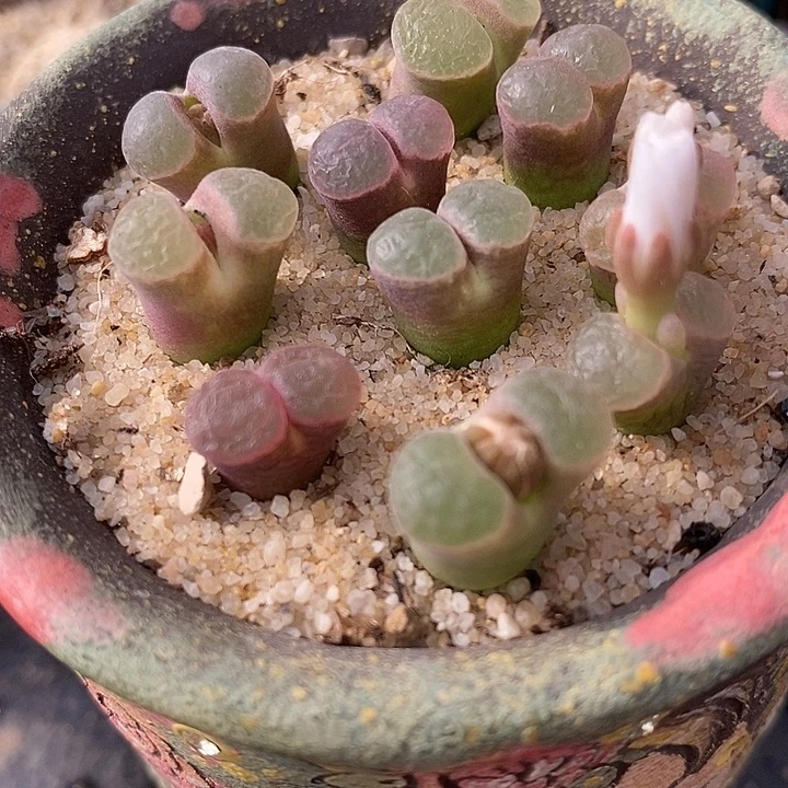 克利普兰磁铁风铃一颗。
