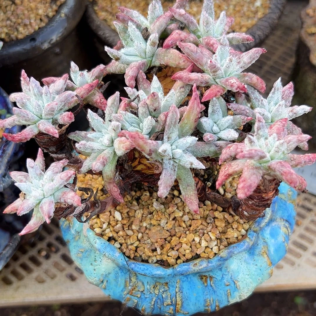 3136海瑟白菊仙女杯