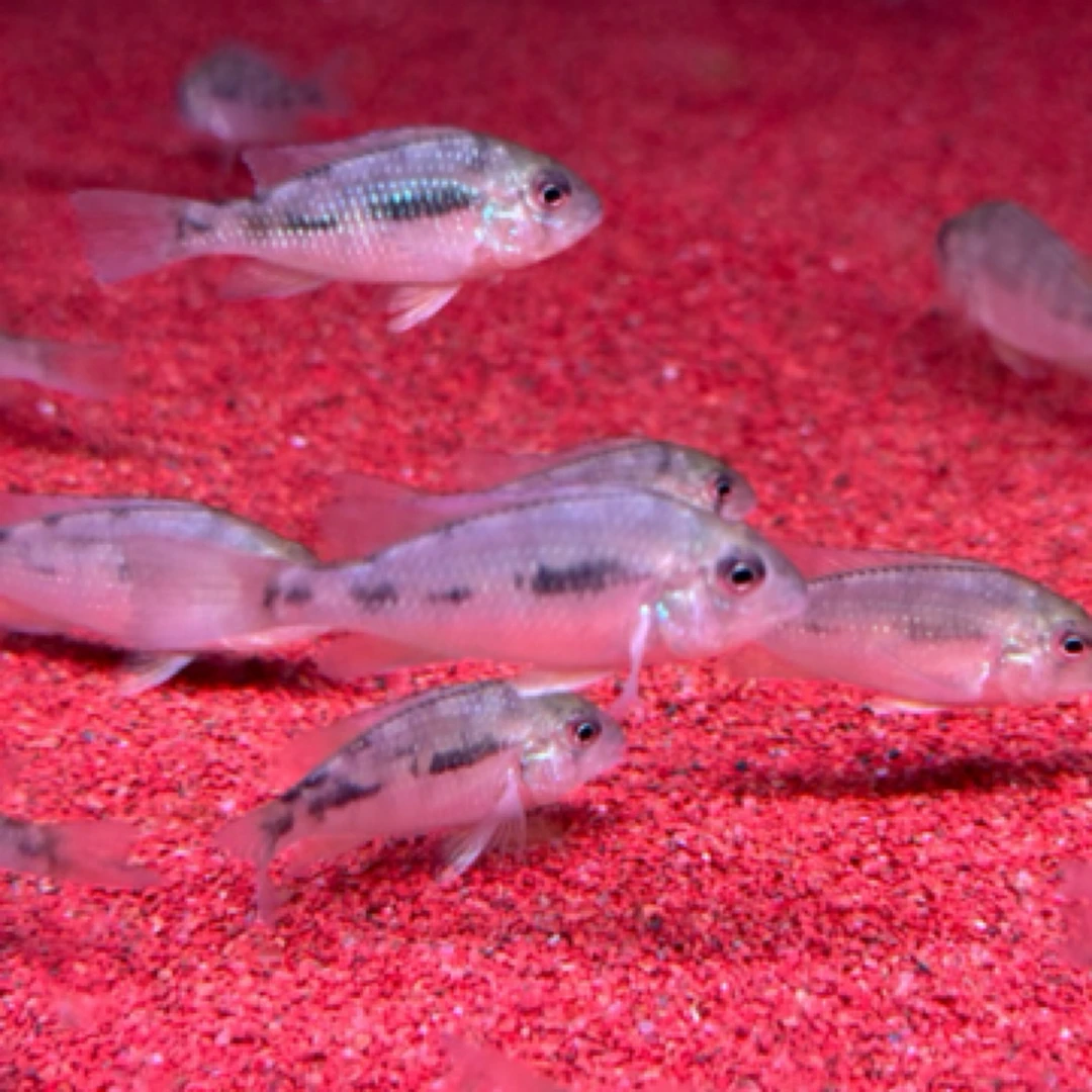 明天小鱼 ｜稀有七彩鹅头关刀观赏鱼