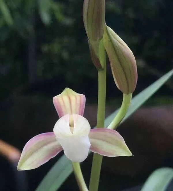 建兰春兰惠兰莲瓣兰直播间一物一拍