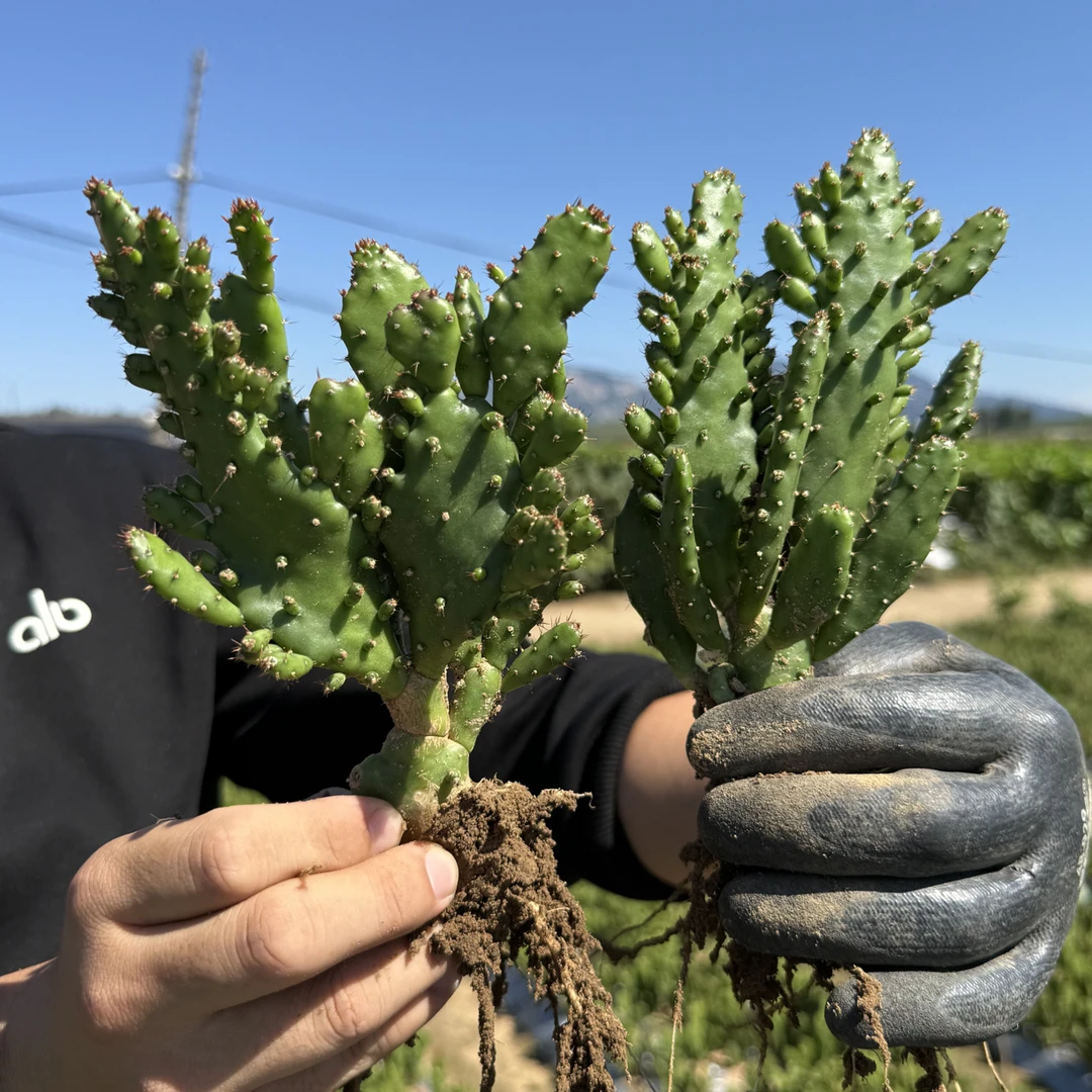 千手观音仙人掌盆栽好养耐热耐旱多季开花大花重瓣浓香